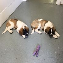 Dogs relaxing at the kennel