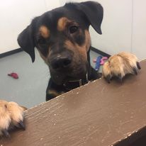 Eager dog, happy to be at the kennel