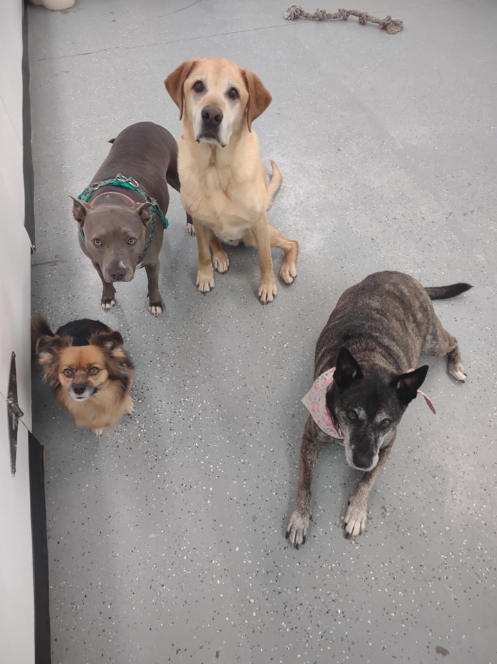 Dogs enjoying their stay at the kennel